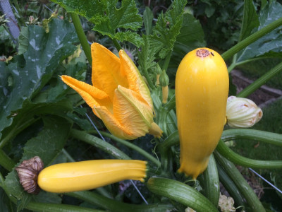 Zucchini Blüte.JPG