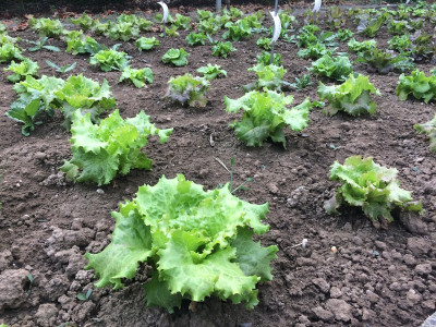 Salat 20210911.JPG