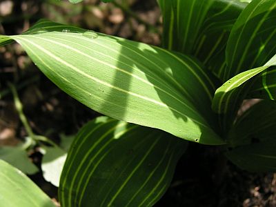 convallaria.jpg