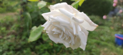 IMG_20210907_190610.jpg