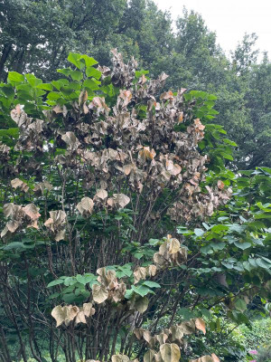 Cercis chinensis Avondale Verticillium Welke September 2021.jpg
