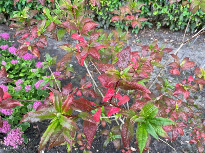 Rhododendron vaseyi September 2021.jpg
