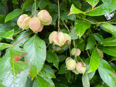 Staphylea pinnata September 2021.jpg