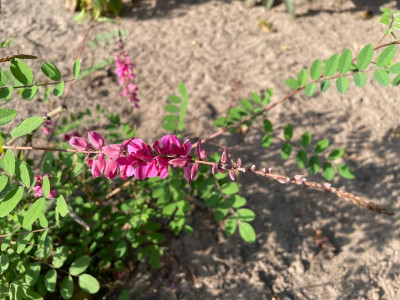 Indigofera howelii Reginald Cory September 2021.jpg