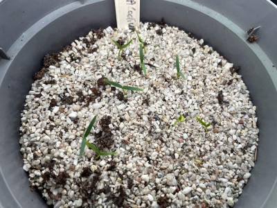 Heptacodium miconoides Germination September 2021.jpg