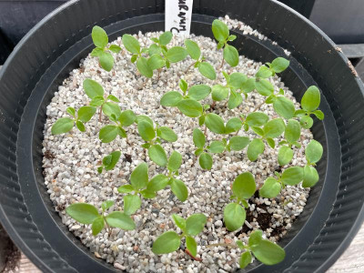 Viburnum cylindricum Germination September 2021.jpg