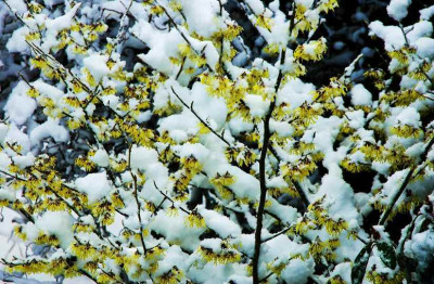 Hamamelis_1_02-02-2008.jpg