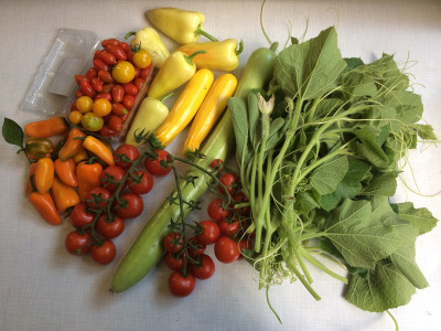 Zucchini Lunghe 20210828.JPG