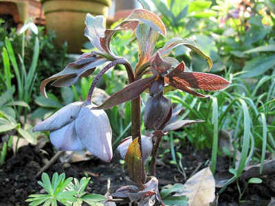 P_IMG_7417_Helleborus_Schiefergrau.jpg