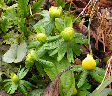 Eranthis_Saemlinge_035.jpg