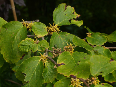 2021-09-12 Hamamelis virginiana 'Mohonk Red' 1.jpg
