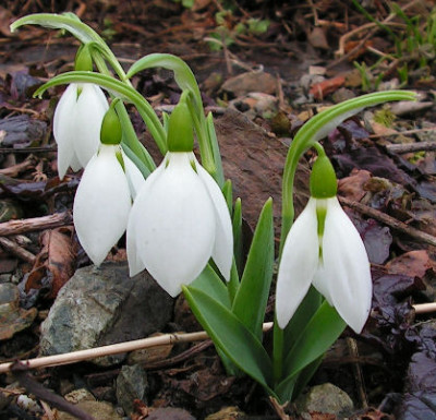 Galanthus_Ransoms_Dwarf_037.jpg