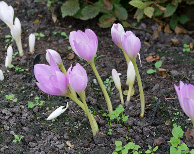 DSC_2885_DxO.jpg
