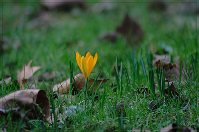 Februar08februarbluten04GP.jpg