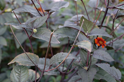 DSC_2888_DxO.jpg