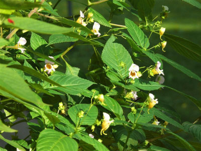 Impatiens edgeworthii_P1150863.JPG