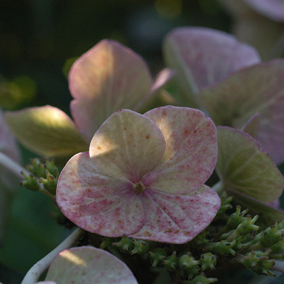 hortensie3_okt_07595.jpg