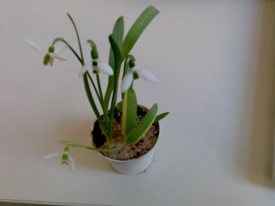 galanthus_panaschiert.jpg