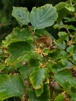 2021-09-12 Hamamelis virginiana 'Mohonk Red' 2.jpg