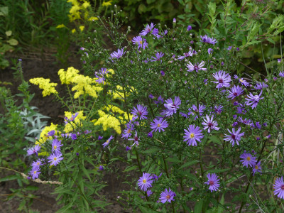 2021-09-12 Aster 'Treffpunkt' 1.jpg