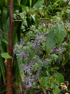 2021-09-12 Aster sericeus 1.jpg