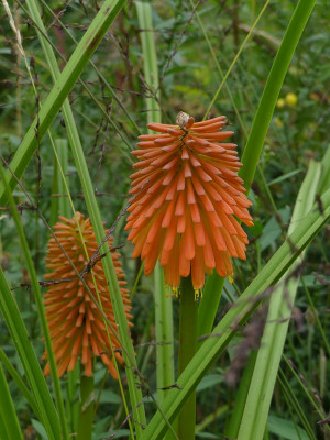 2021-09-12 Kniphofia rooperi.jpg