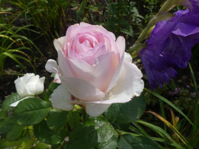 2021_0911SeptemberAnfang10047.jpg