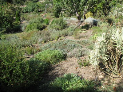 Macchia Phlomis italica 20210912.jpg