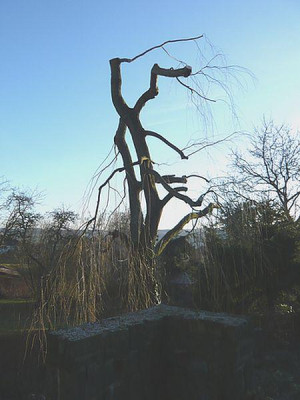 Trauerweide_fars_2008.jpg