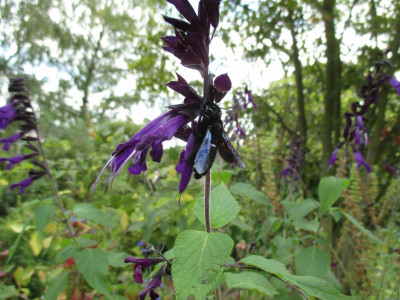 Holzbiene Salvia Amistad 20210912_01.jpg