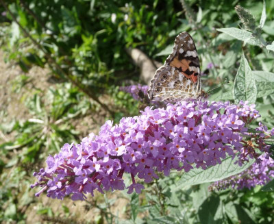 schmetterling2.jpg