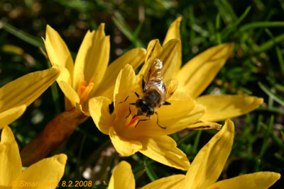 07KrokusGast_9854.jpg