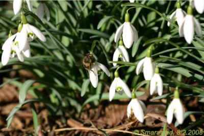 08SchneegloeckchenGast_9841.jpg