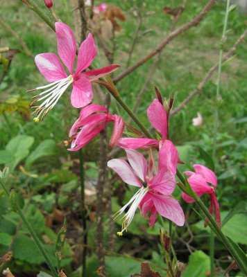 IMG_4719_Gaura_13Sept2021_.jpg