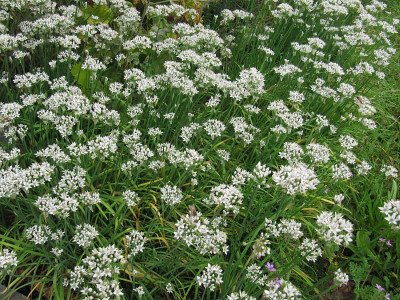 IMG_4737_Allium_tuberosum_13Sept2021_.jpg