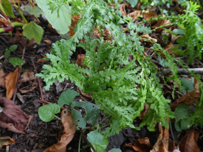 Athyrium ff 'It's a Secret'.JPG