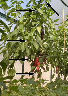 paprika.jpg