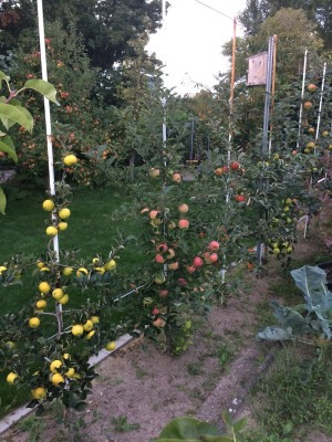 Spindelreihe 20210912.JPG