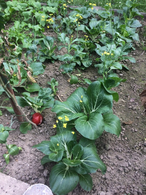 Pak Choi 20210912.JPG