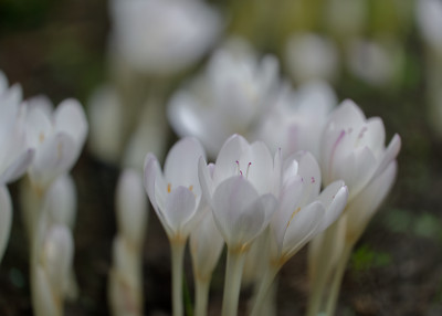 DSC_2910_DxO.jpg