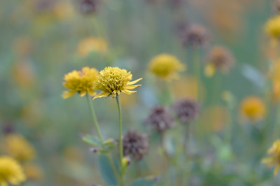 DSC_2918_DxO.jpg