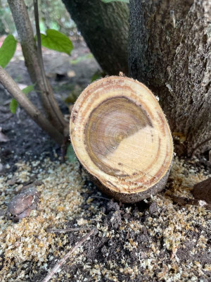 Cercis chinensis Verticillium Ast September 2021.jpg