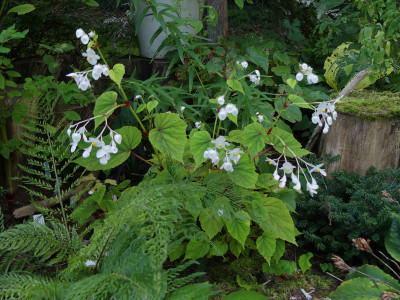 2021-09-14 Begonia grandis 'Snowpop'.jpg