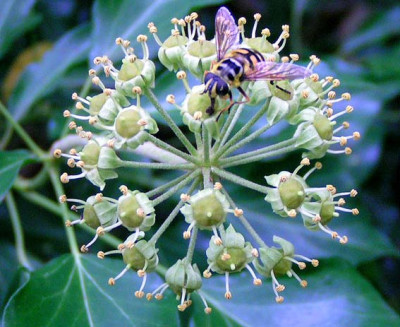 Schwebfliege_Efeu.jpg