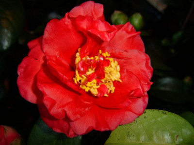 blumen_026.jpg
