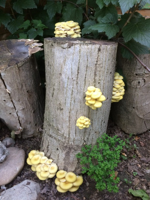 Limonensaitling.JPG
