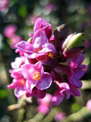 daphne_9345.jpg