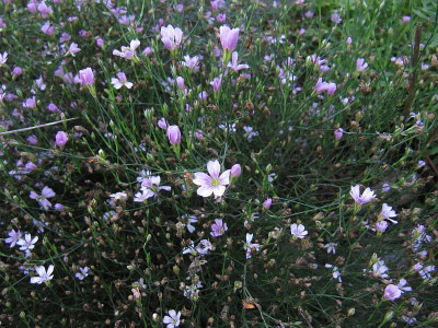 IMG_4818_Petrorhagia_saxifraga_15Sept2021_.jpg
