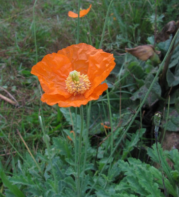IMG_4826_Mohn_15Sept2021_.jpg