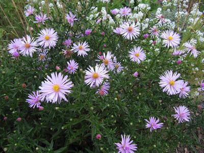IMG_4829_Aster_15Sept2021_.jpg